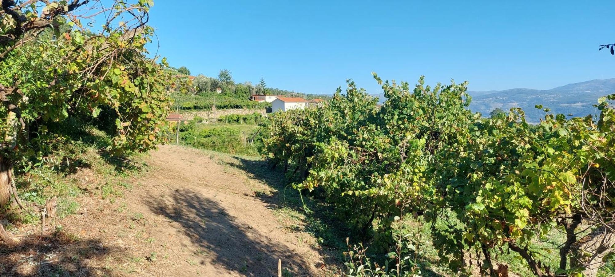 Quinta Dos Castros Douro Villa Baião Buitenkant foto
