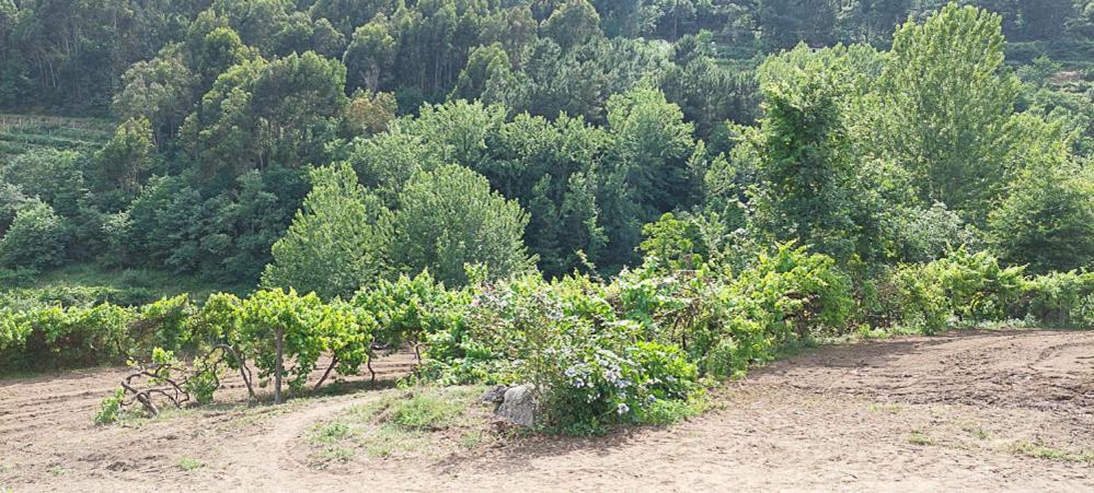 Quinta Dos Castros Douro Villa Baião Buitenkant foto